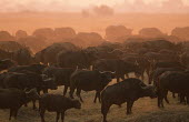 Part of a large herd of 2000 buffalo on the Chobe River floodplain. herbivores,herbivore,vertebrate,mammal,mammals,terrestrial,Africa,African,nomad,nomadic,park,national park,ungulate,horn,horns,profile,savanna,savannah,safari,buffalo,cattle,herd,sunset,dusk,gather,ga