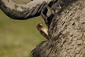 Cape buffalo with red billed oxpeckers combing for ticks and parasites herbivores,herbivore,vertebrate,mammal,mammals,terrestrial,Africa,African,nomad,nomadic,park,national park,ungulate,horn,horns,profile,savanna,savannah,safari,buffalo,cattle,bird,birds,aves,Red-billed