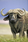 Portrait of old bull covered in mud herbivores,herbivore,vertebrate,mammal,mammals,terrestrial,Africa,African,nomad,nomadic,park,national park,ungulate,horn,horns,profile,savanna,savannah,safari,buffalo,cattle,face,Cape buffalo,Syncerus