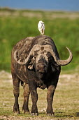 Cape buffalo bull with cattle egret herbivores,herbivore,vertebrate,mammal,mammals,terrestrial,nomad,nomadic,park,national park,ungulate,horn,horns,Africa,profile,savanna,savannah,safari,buffalo,cattle,egret,bird,bird birdlife,passenger