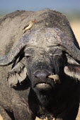 Portrait view of Cape buffalo and red-billed oxpecker insectivore,insectivores,Africa,African,nomad,nomadic,park,national park,ungulate,horn,horn face,profile,savanna,savannah,safari,buffalo,cattle,oxpecker,bird,birds,birdlife,behaviour,cleaner,cleaning,
