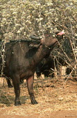 Cape buffalo eating shrub herbivores,herbivore,vertebrate,mammal,mammals,terrestrial,Africa,African,nomad,nomadic,park,national park,ungulate,horn,horns,profile,savanna,savannah,safari,buffalo,cattle,Cape buffalo,Syncerus caff