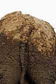 Close up of dried mud on buffalo skin herbivores,herbivore,vertebrate,mammal,mammals,terrestrial,nomad,nomadic,park,national park,ungulate,horn,horns,Africa,profile,savanna,savannah,safari,buffalo,cattle,mud,muddy,bath,dirt,dirty,bum,rear