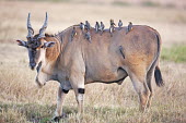 Eland covered in oxpeckers oryx,Tragelaphus oryx pattersonianu,East African eland,herbivore,herbivores,vertebrate,mammal,mammals,terrestrial,Africa,African,savanna,savannah,safari,antelope,antelopes,prey,oxpecker,bird,bird bird