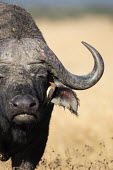 Portrait view of Cape Buffalo and red-billed oxpecker insectivore insectivores,Africa,African,nomad,nomadic,park,national park,ungulate,horn,horn face,profile,savanna,savannah,safari,buffalo,cattle,oxpecker,bird,birds,birdlife,behaviour,cleaner,cleaning,