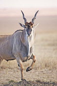 Eland, largest of the African antelope. oryx,Tragelaphus oryx pattersonianu,East African eland,herbivore,herbivores,vertebrate,mammal,mammals,terrestrial,Africa,African,savanna,savannah,safari,antelope,antelopes,prey,Eland,Tragelaphus oryx,