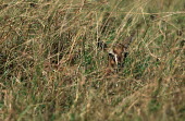 Thomson's gazelle hiding in the grass gazelles,gazelle,prey,herbivore,herbivores,vertebrate,mammal,mammals,terrestrial,Africa,African,savanna,savannah,safari,antelope,antelopes,horns,horned,camo,camouflage,camouflaged,hidden,hide,rest,res