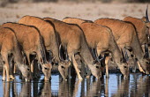Herd of eland drinking at water hole oryx,herbivore,herbivores,vertebrate,mammal,mammals,terrestrial,Africa,African,savanna,savannah,safari,antelope,antelopes,prey,watering hole,water hole,drink,drinking,reflection,water,Eland,Tragelaphu