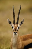 Thomson's gazelle face picture gazelles,gazelle,prey,herbivore,herbivores,vertebrate,mammal,mammals,terrestrial,Africa,African,savanna,savannah,safari,antelope,antelopes,horns,horned,profile,face,shallow focus,symmetry,symmetrical,