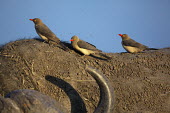 Red-billed oxpecker on back of a buffalo insectivore,insectivores,Africa,African,nomad,nomadic,park,national park,ungulate,horn,horn face,profile,savanna,savannah,safari,buffalo,cattle,oxpecker,bird,birds,birdlife,behaviour,cleaner,cleaning,