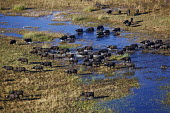 Aerial view of Cape buffalo over the Okavango delta herbivores,herbivore,vertebrate,mammal,mammals,terrestrial,Africa,African,nomad,nomadic,park,national park,ungulate,landscape,savanna,savannah,safari,buffalo,cattle,mass,herd,migration,migrate,Cape bu