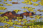 Hippopotamus in amongst water lettuce. bath time,lake,waterhole,pondweed,vegetation,flora,water lettuce,Pistia stratiotes,pair,sleep,sleeping,dozing,relax,relaxed,calm,snout,hippo,hippos,vertebrate,mammal,mammals,terrestrial,amphibious,aqu