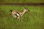 Thomson's gazelle running through the grass gazelles,gazelle,prey,herbivore,herbivores,vertebrate,mammal,mammals,terrestrial,Africa,African,savanna,savannah,safari,antelope,antelopes,horns,horned,grass,grassland,green,shallow focus,run,running,