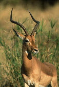 Impala in the plain male,impalas,face,nose,shallow focus,alert,grass,grassland,antelope,antelopes,herbivores,herbivore,vertebrate,mammal,mammals,terrestrial,ungulate,horns,horn,Africa,African,Impala,Aepyceros melampus,He