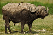 Cape buffalo with red billed oxpeckers combing for ticks and parasites herbivores,herbivore,vertebrate,mammal,mammals,terrestrial,Africa,African,nomad,nomadic,park,national park,ungulate,horn,profile,savanna,savannah,safari,buffalo,cattle,bird,birds,aves,Red-billed oxpec