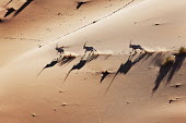 Gemsbok galloping through the desert gazelles,gazelle,prey,herbivore,herbivores,vertebrate,mammal,mammals,terrestrial,Africa,African,savanna,savannah,safari,antelope,antelopes,horns,horned,desert,sand,dune,dunes,run,running,negative spac