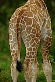 Rear view of nine day old Rothschild giraffe calf Giraffa camelopardalis rothschildi,Rothschild giraffe,herbivore,herbivores,vertebrate,mammal,mammals,terrestrial,Africa,African,savanna,savannah,safari,pattern,patterns,rear,rump,bum,backside,legs,tai