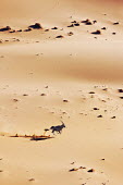 Gemsbok galloping through the desert gazelles,gazelle,prey,herbivore,herbivores,vertebrate,mammal,mammals,terrestrial,Africa,African,savanna,savannah,safari,antelope,antelopes,horns,horned,desert,sand,dune,dunes,run,running,jump,jumping,