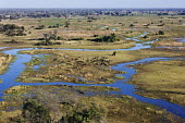 Aerial view of Cape buffalo over the Okavango delta herbivores,herbivore,vertebrate,mammal,mammals,terrestrial,Africa,African,nomad,nomadic,park,national park,ungulate,landscape,savanna,savannah,safari,buffalo,cattle,mass,herd,migration,migrate,aerial,