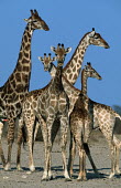 Southern giraffe, adults and young Giraffa giraffa,Southern giraffe,giraffe,giraffes,herbivore,herbivores,vertebrate,mammal,mammals,terrestrial,Africa,African,savanna,savannah,safari,pattern,patterns,herd,group,family,gathering,kids,yo
