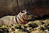 Hippopotamus with baby in the Luangwa river. calf,baby,young,juvenile,lake,waterhole,mud,muddy,face,cute,hippo,hippos,vertebrate,mammal,mammals,terrestrial,amphibious,aquatic,aquatic mammal,herbivore,herbivores,omnivore,omnivores,Africa,African,