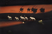 Gemsbok silhouette crossing sand dune gazelles,gazelle,prey,herbivore,herbivores,vertebrate,mammal,mammals,terrestrial,Africa,African,savanna,savannah,safari,antelope,antelopes,horns,horned,desert,sand,dune,dunes,run,running,negative spac