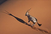 Gemsbok in crossing sand dune gazelles,gazelle,prey,herbivore,herbivores,vertebrate,mammal,mammals,terrestrial,Africa,African,savanna,savannah,safari,antelope,antelopes,horns,horned,desert,sand,dune,dunes,run,running,negative spac