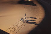 Gemsbok in typical desert habitat gazelles,gazelle,prey,herbivore,herbivores,vertebrate,mammal,mammals,terrestrial,Africa,African,savanna,savannah,safari,antelope,antelopes,horns,horned,desert,sand,dune,dunes,run,running,negative spac