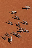 Gemsbok herd roam across desert gazelles,gazelle,prey,herbivore,herbivores,vertebrate,mammal,mammals,terrestrial,Africa,African,savanna,savannah,safari,antelope,antelopes,horns,horned,desert,sand,dune,dunes,run,running,negative spac