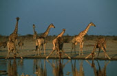 Southern giraffe at waterhole Giraffa giraffa,Southern giraffe,giraffe,giraffes,herbivore,herbivores,vertebrate,mammal,mammals,terrestrial,Africa,African,savanna,savannah,safari,pattern,patterns,drinking,drink,group,herd,waterhole