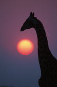 Southern giraffe silhouette against sunrise Giraffa giraffa,Southern giraffe,giraffe,giraffes,herbivore,herbivores,vertebrate,mammal,mammals,terrestrial,Africa,African,savanna,savannah,safari,pattern,patterns,sunrise,sunset,dawn,dusk,purple,pin