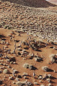 Gemsbok herd roam across desert gazelles,gazelle,prey,herbivore,herbivores,vertebrate,mammal,mammals,terrestrial,Africa,African,savanna,savannah,safari,antelope,antelopes,horns,horned,desert,sand,dune,dunes,run,running,sandy,dry,ari