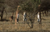 Gerenuk, adapted to browsing high bushes Wallerâs gazelle,gazelles,gazelle,prey,herbivore,herbivores,vertebrate,mammal,mammals,terrestrial,Africa,African,savanna,savannah,safari,antelope,antelopes,grazing,graze,eating,feeding,bush,shrub,l