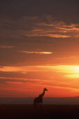 Southern giraffe in silhouette against sunset Giraffa giraffa,Southern giraffe,giraffe,giraffes,herbivore,herbivores,vertebrate,mammal,mammals,terrestrial,Africa,African,savanna,savannah,safari,pattern,patterns,sunrise,sunset,dawn,dusk,orange,fad