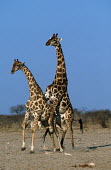 Southern giraffe mating Giraffa giraffa,Southern giraffe,giraffe,giraffes,herbivore,herbivores,vertebrate,mammal,mammals,terrestrial,Africa,African,savanna,savannah,safari,pattern,patterns,sex,courting,mating,mate,sexual,mou