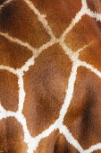 Pattern variation of the reticulated giraffe Giraffa camelopardalis reticulata,giraffe,reticulated giraffe,pattern,herbivore,herbivores,vertebrate,mammal,mammals,terrestrial,Africa,African,savanna,savannah,safari,patterns,skin,fur,mosaic,fashion