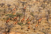 Aerial view of reticulated giraffe in Kenya Giraffa camelopardalis reticulata,giraffe,reticulated giraffe,pattern,herbivore,herbivores,vertebrate,mammal,mammals,terrestrial,Africa,African,savanna,savannah,safari,patterns,herd,group,run,running,