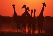 Southern giraffe in silhouette against sunset Giraffa giraffa,Southern giraffe,giraffe,giraffes,herbivore,herbivores,vertebrate,mammal,mammals,terrestrial,Africa,African,savanna,savannah,safari,pattern,patterns,sunrise,sunset,dawn,dusk,orange,red
