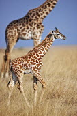 Young Maasai giraffe on Mara plains Giraffa camelopardalis tippelskirchi,Maasai giraffe,herbivore,herbivores,vertebrate,mammal,mammals,terrestrial,Africa,African,savanna,savannah,safari,pattern,patterns,calf,young,juvenile,baby,shallow