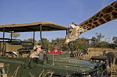 Southern giraffe with tourists on game drive. Giraffa giraffa,Southern giraffe,giraffe,giraffes,herbivore,herbivores,vertebrate,mammal,mammals,terrestrial,Africa,African,savanna,savannah,safari,pattern,patterns,curious,tourism,eco-tourism,eco tou