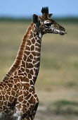 Young Maasai giraffe Giraffa camelopardalis tippelskirchi,giraffe,giraffes,Maasai giraffe,herbivore,herbivores,vertebrate,mammal,mammals,terrestrial,Africa,African,savanna,savannah,safari,pattern,patterns,juvenile,calf,yo