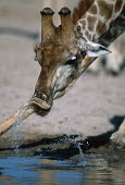 Southern giraffe drinking at waterhole Giraffa giraffa,Southern giraffe,giraffe,giraffes,herbivore,herbivores,vertebrate,mammal,mammals,terrestrial,Africa,African,savanna,savannah,safari,pattern,patterns,drinking,drink,waterhole,watering h
