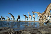 Southern giraffe drinking at waterhole Giraffa giraffa,Southern giraffe,giraffe,giraffes,herbivore,herbivores,vertebrate,mammal,mammals,terrestrial,Africa,African,savanna,savannah,safari,pattern,patterns,drinking,drink,group,herd,waterhole