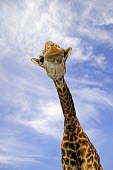 Southern giraffe face lurching toward camera Giraffa giraffa,Southern giraffe,giraffe,giraffes,herbivore,herbivores,vertebrate,mammal,mammals,terrestrial,Africa,African,savanna,savannah,safari,pattern,patterns,sky,clouds,blue sky,necks,height,cr