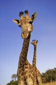 Two southern giraffe looking perplexed Giraffa giraffa,Southern giraffe,giraffe,giraffes,herbivore,herbivores,vertebrate,mammal,mammals,terrestrial,Africa,African,savanna,savannah,safari,pattern,patterns,sky,clouds,blue sky,necks,pair,heig