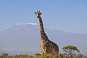 Southern giraffe with Kilimanjaro mountain in background Giraffa giraffa,Southern giraffe,herbivore,herbivores,vertebrate,mammal,mammals,terrestrial,Africa,African,savanna,savannah,safari,pattern,patterns,Kilimanjaro,mountain,background,horizon,negative spa