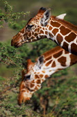Two reticulated giraffe graze the high up vegetation Giraffa camelopardalis reticulata,giraffe,reticulated giraffe,pattern,herbivore,herbivores,vertebrate,mammal,mammals,terrestrial,Africa,African,savanna,savannah,safari,patterns,feeding,eating,vegetati