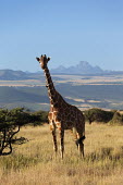 Reticulated giraffe characterized by two knob called ossicone on their head. Giraffa camelopardalis reticulata,giraffe,reticulated giraffe,pattern,herbivore,herbivores,vertebrate,mammal,mammals,terrestrial,Africa,African,savanna,savannah,safari,patterns,blue sky,oxpecker,Bupha
