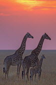 Maasai giraffe on Mara plains at sunset Giraffa camelopardalis tippelskirchi,Maasai giraffe,herbivore,herbivores,vertebrate,mammal,mammals,terrestrial,Africa,African,savanna,savannah,safari,pattern,patterns,family,herd,parents,calf,sunset,d