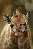 Nine day old Rothschild giraffe calf Giraffa camelopardalis rothschildi,Rothschild giraffe,herbivore,herbivores,vertebrate,mammal,mammals,terrestrial,Africa,African,savanna,savannah,safari,pattern,patterns,face,calf,close-up,inquisitive,